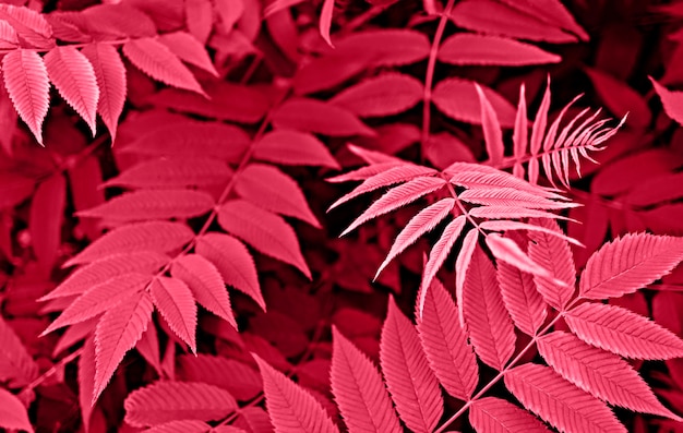 Plant achtergrond met rode bladeren van lijsterbessen takjes getinte viva magenta kleur van het jaar 2023 ontwerp