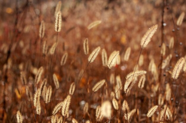 Plant Achtergrond