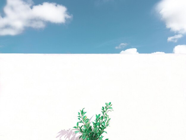 Photo plant against sky