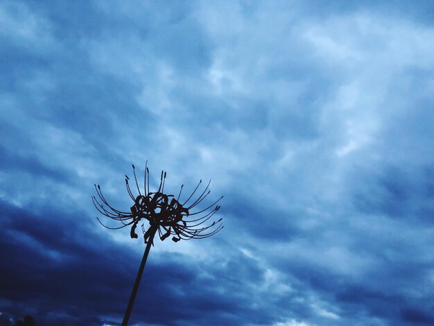 空に向かって植物