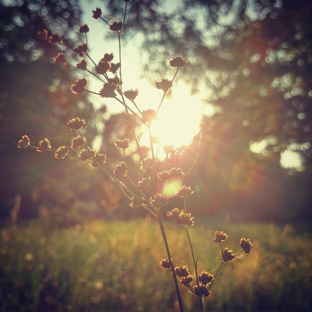 Photo plant against sun