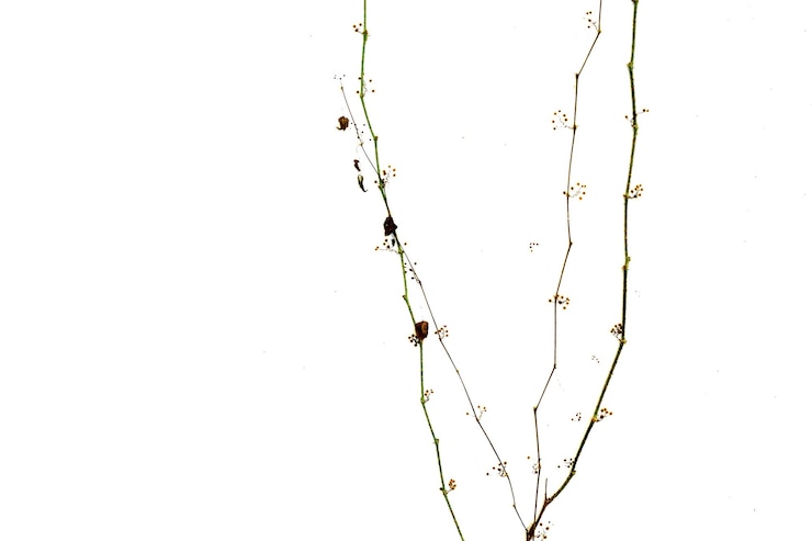 Photo 바탕 에 있는 식물