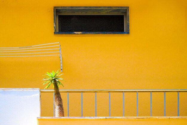 写真 黄色い壁に植える