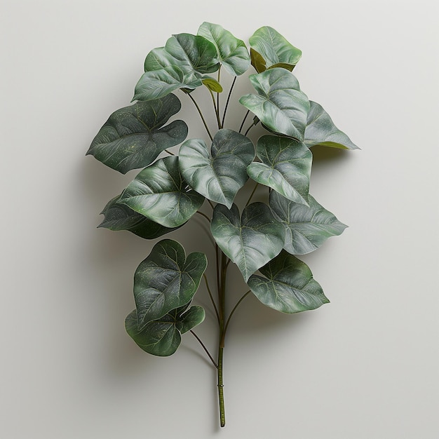 plant alocasia sinueata