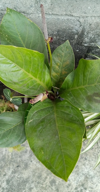 Plant Anthurium schlechtendalii taken at close range