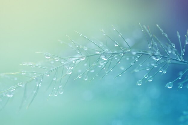 雨の焦点ぼけ光の後の水滴と枝の植物の背景