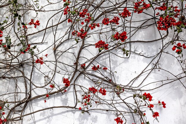 Plant background Flowers and tree branches on a white wall