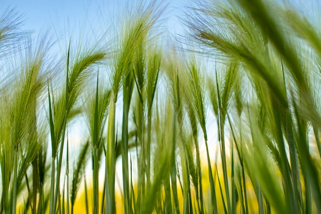 Plant Background of fluffy spikes of green barley Blue sky and barley grass Hordeum jubatum