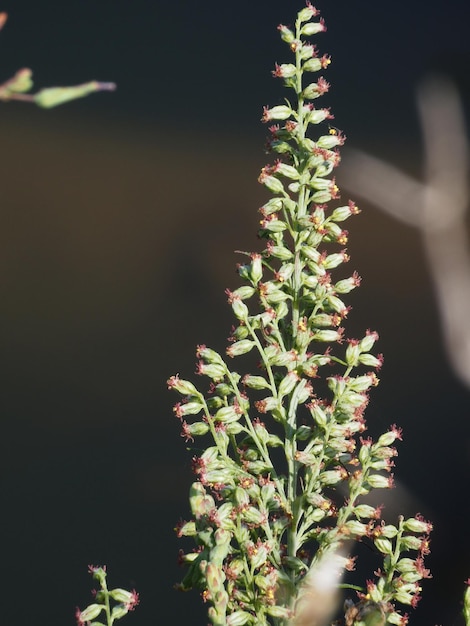 plant on the background of the river