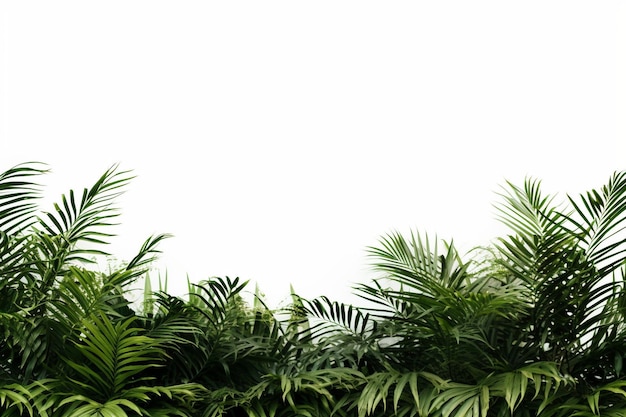 plant background and white space