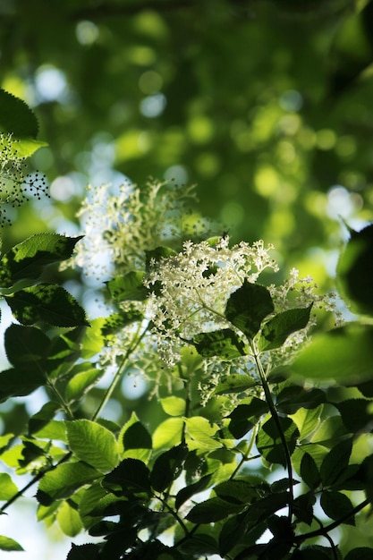 Plant Background