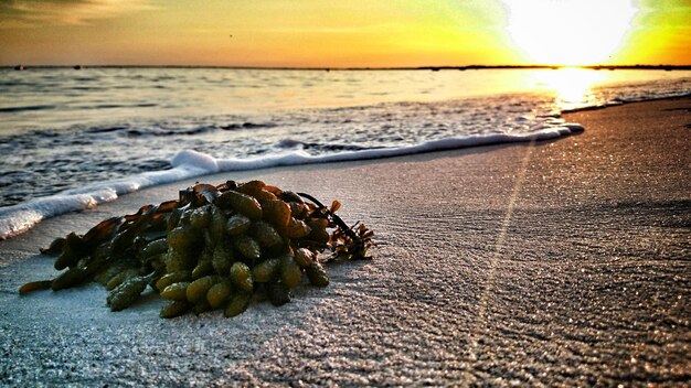 Photo plant of the beach