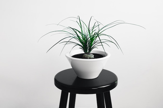Foto pianta di beaucarnea recurvata in un vaso di fiori bianchi sul tavolo nero alla luce del giorno