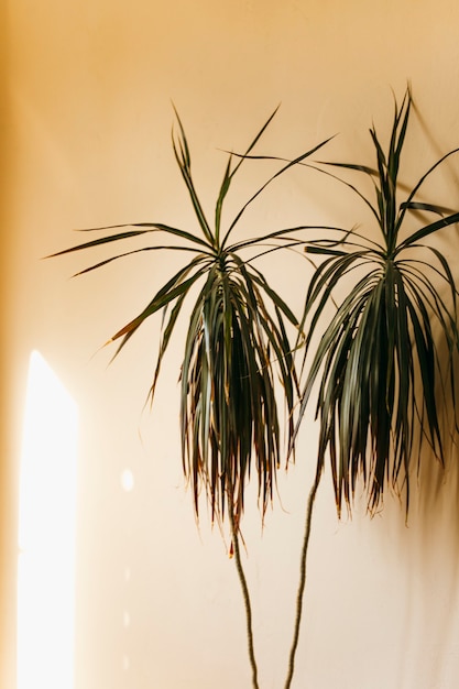 Photo a plant on a beige background a stylish trend