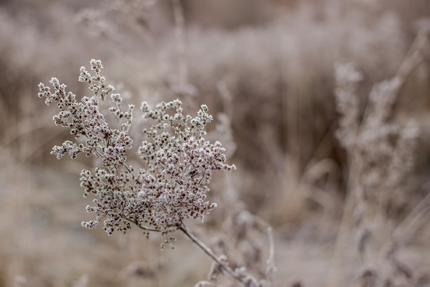 Plant bij de eerste vorst