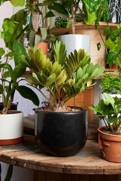 黒鉢植え 観葉植物