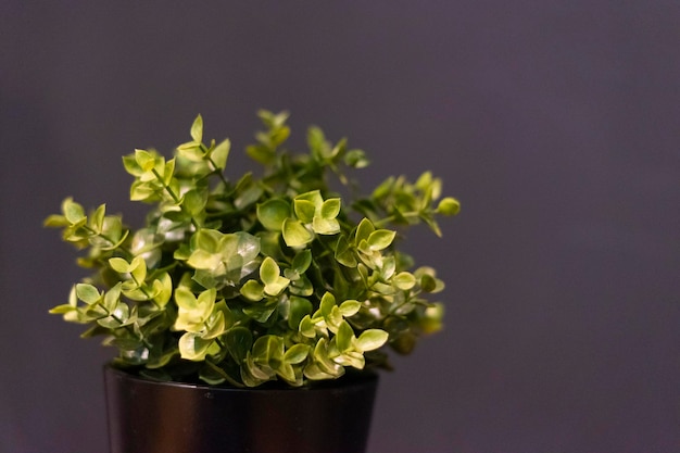 A plant in a black pot with the word " green " on it