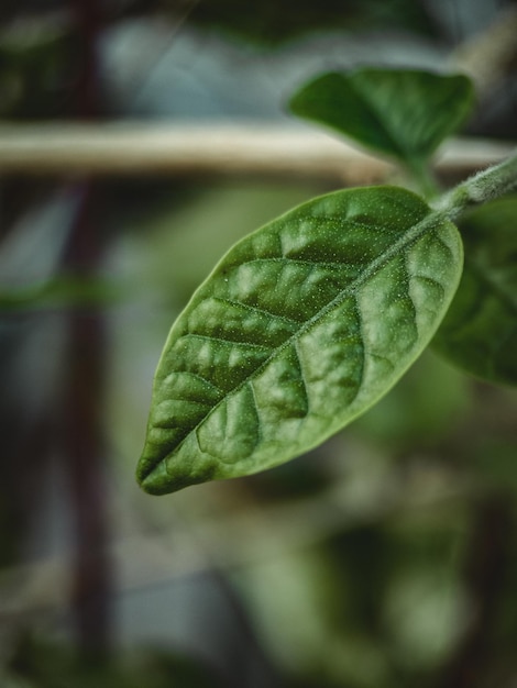 plant blad textuur macro fotoshoot