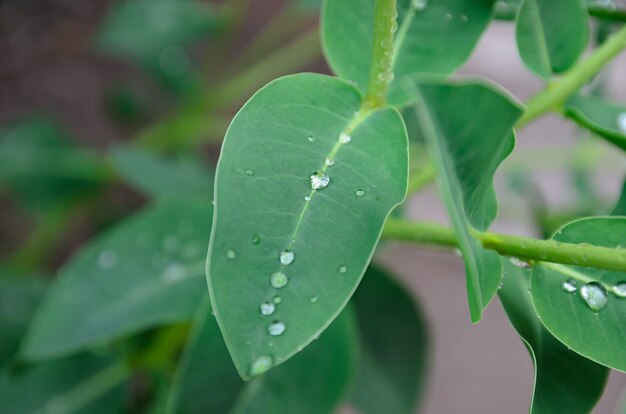 plant bladeren na regen close-up