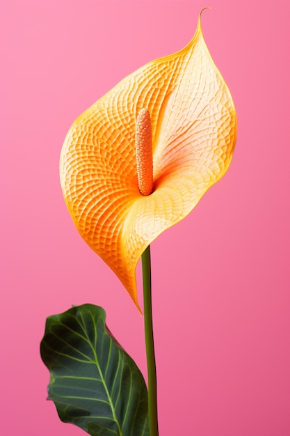 Photo plant bloom calla flower tropical