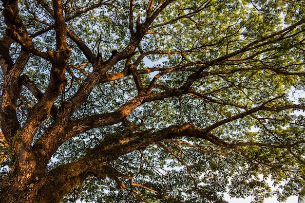 Plant bomen om de wereld te redden, Concept groene wereld.