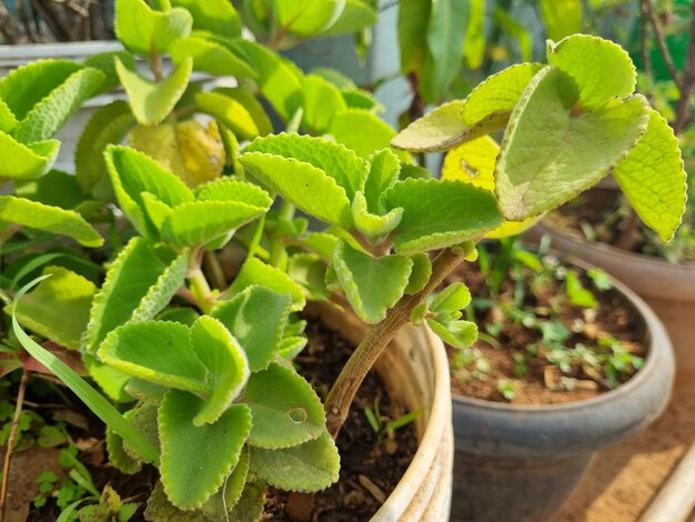 緑の葉が付いたバケツの中の植物