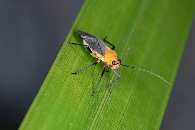 Plant Bug van de Tribe Resthenini