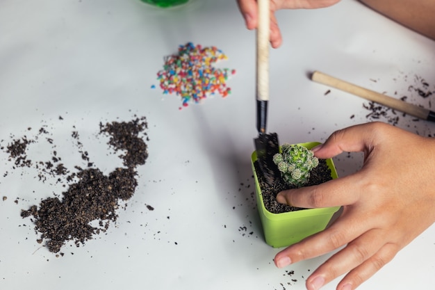 Plant the cactus in small pots. Waiting to put colored stones for beauty