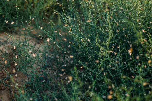 Plant Camel thorn blooms in the desert