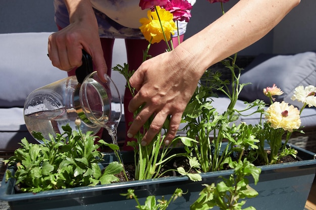 植物の手入れの散水剪定成長するバルコニーの花庭仕事