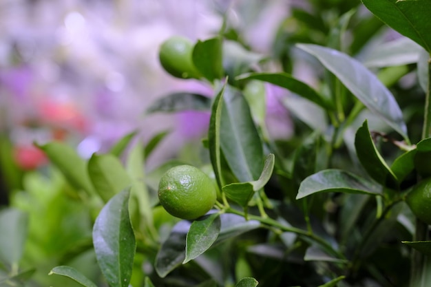 A plant of Citrofortunella with lemons in pot. Citrus calamondin lemon. Sale in the store. Selective focus.