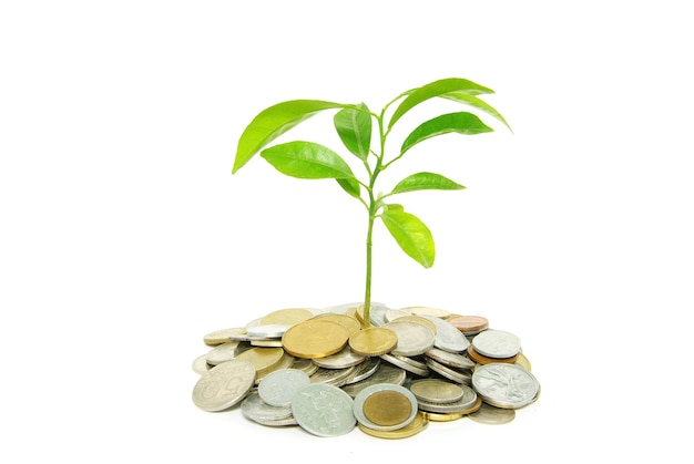 Plant in coins  isolated