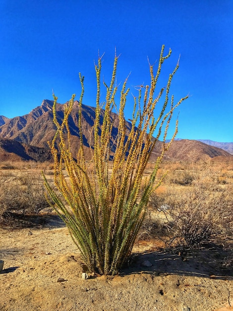 Foto piantare in un paesaggio rurale contro un cielo blu limpido