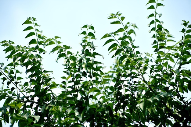 Photo a plant of curry leaves