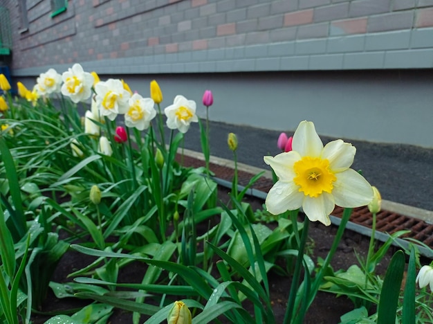 Plant daffodils and tulips in outdoors