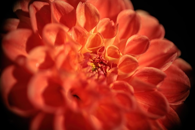 plant Dahlia bloem, Rood-oranje, macro foto