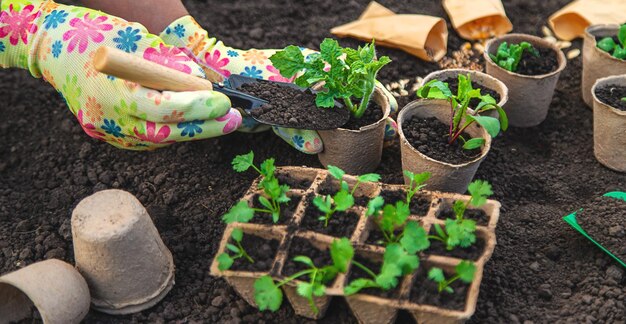 Plant de zaailingen in bekers. Selectieve focus.