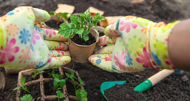 Plant de zaailingen in bekers. Selectieve focus.