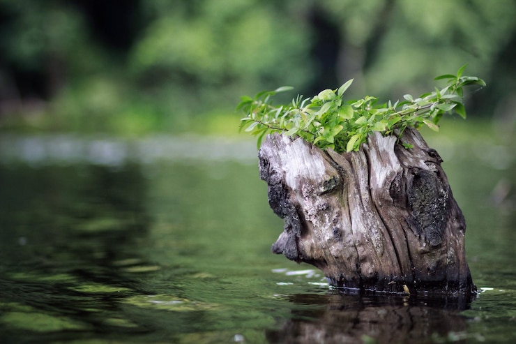 Photo plant on dead tree in lake