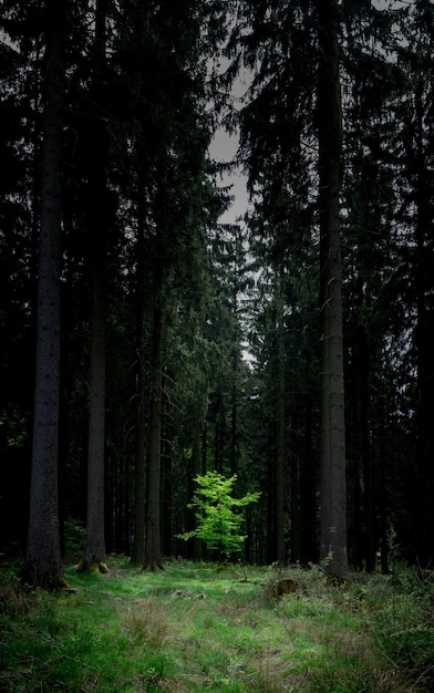 Plant die groeit tussen bomen in het bos