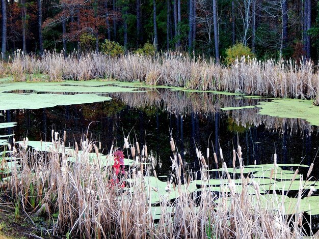 Foto plant die op boomstam groeit