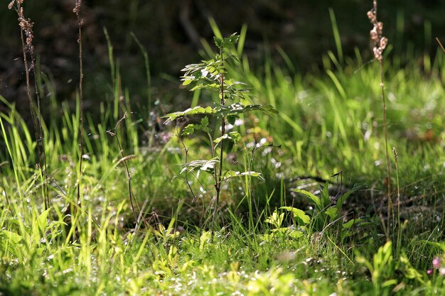 Plant die op grasveld groeit