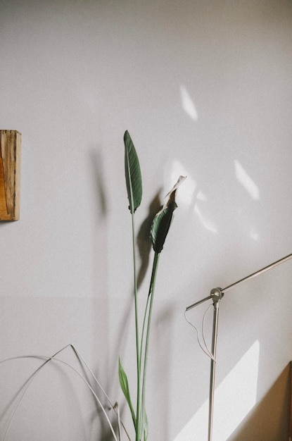 Plant die tegen de muur groeit thuis