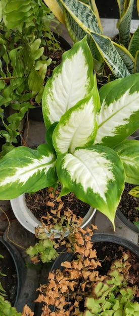 Plant dieffenbachia seguine