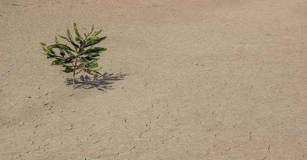 乾地に植物を植える