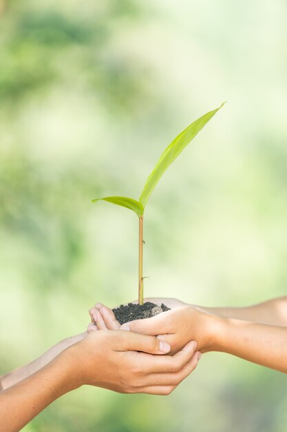 plant een boom.Symbol van de lente en ecologie concept