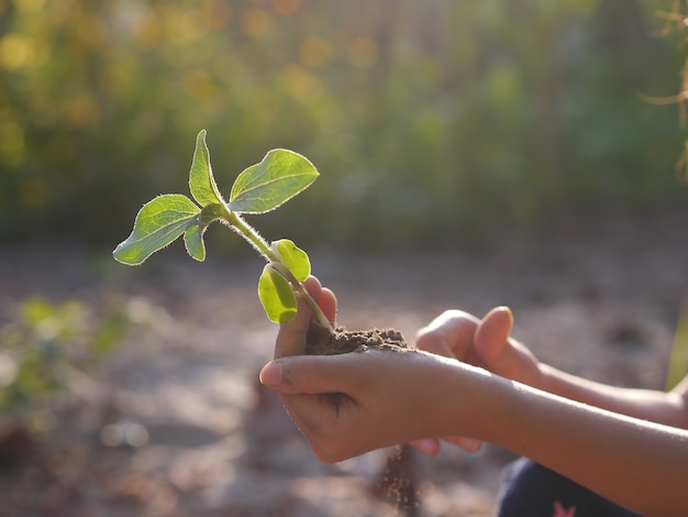 plant een boom