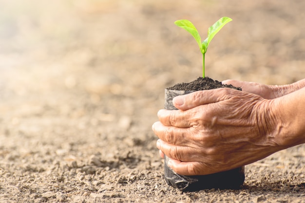 Plant een boom.