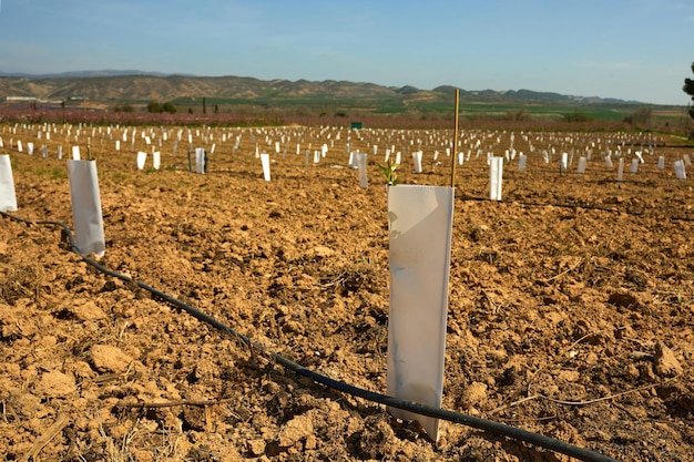 Plant emerging from paper in field under open sky