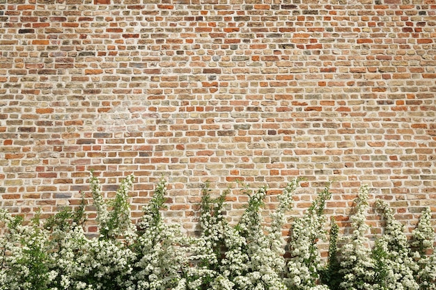 Foto plant en bakstenen muur achtergrond